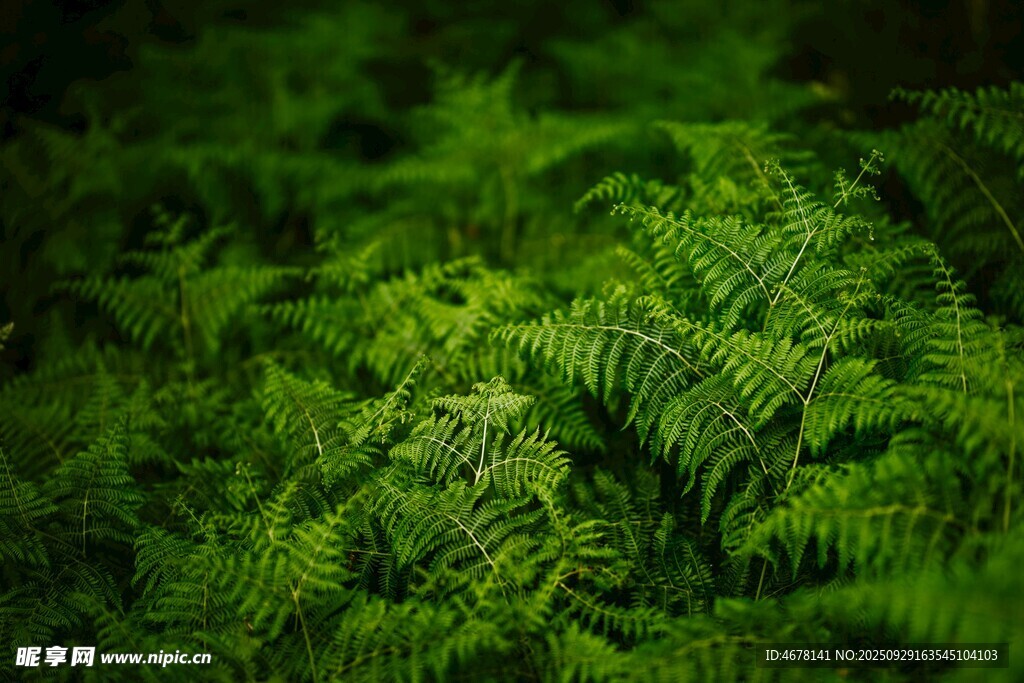 翠綠蕨類植物生機(jī)盎然