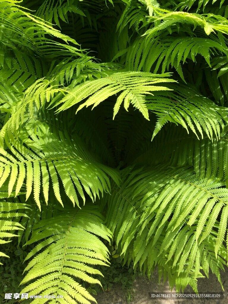 翠綠蕨類(lèi)植物葉片特寫(xiě)