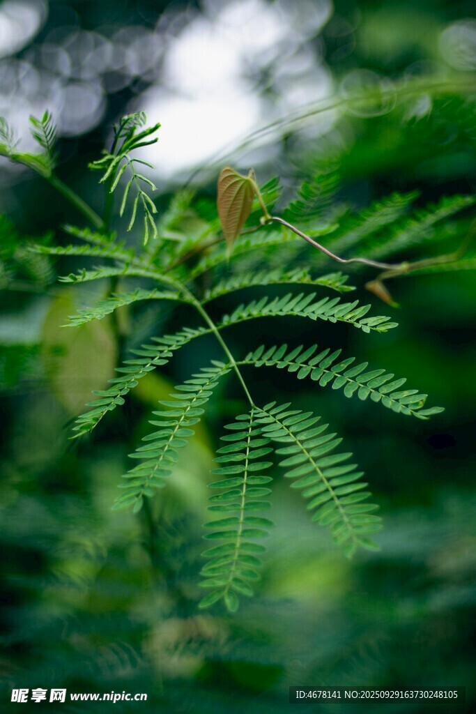 翠綠羽葉植物特寫