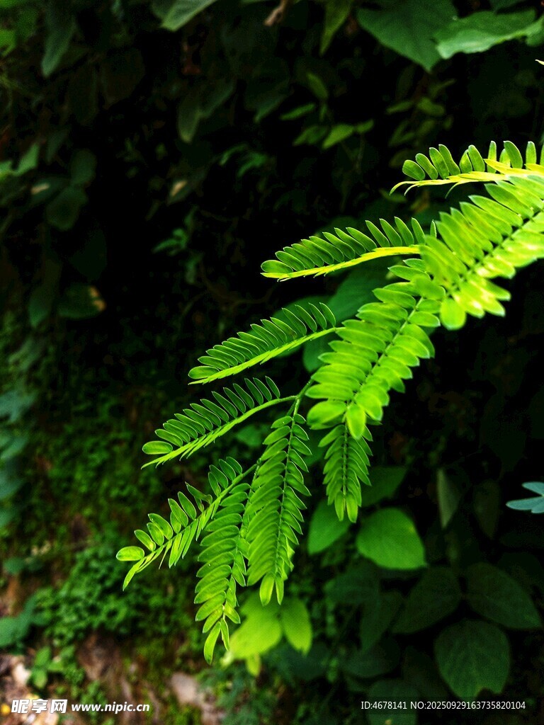 翠綠蕨葉盡顯自然生機