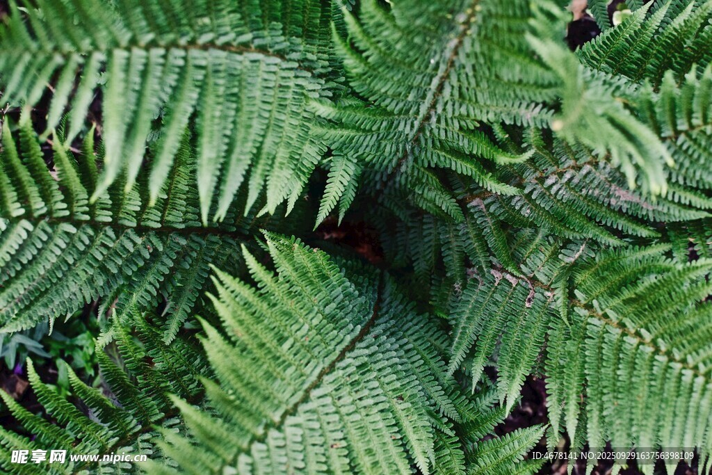 蕨類(lèi)植物特寫(xiě)