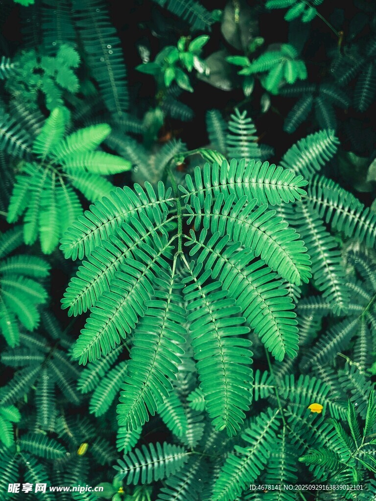翠綠蕨類植物生機(jī)盎然
