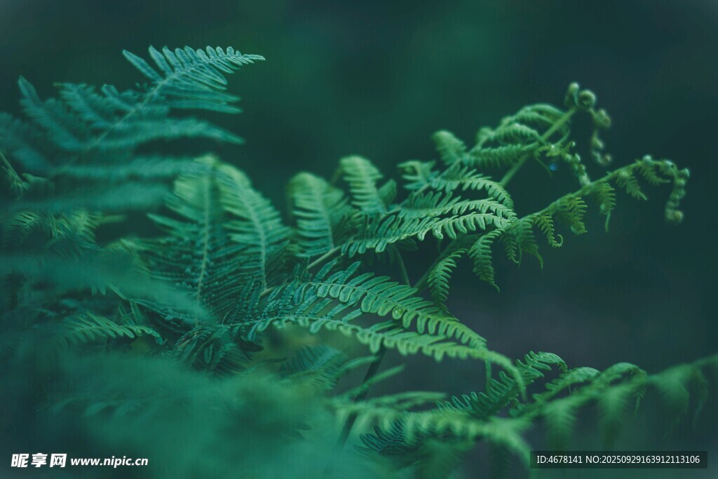 翠綠蕨類植物特寫
