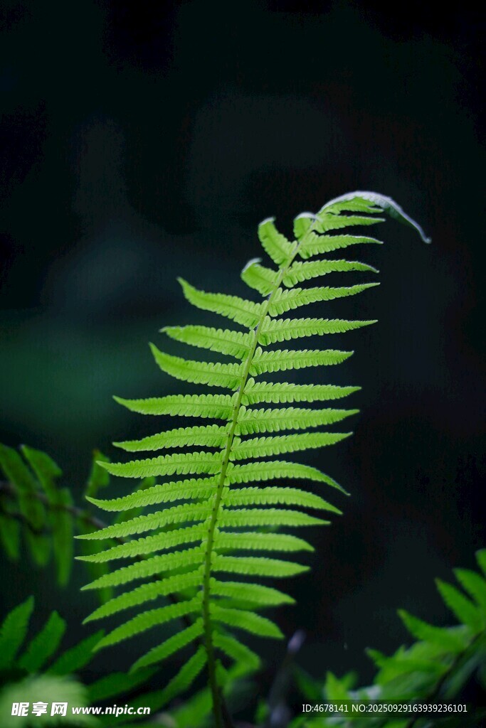 翠綠蕨葉特寫