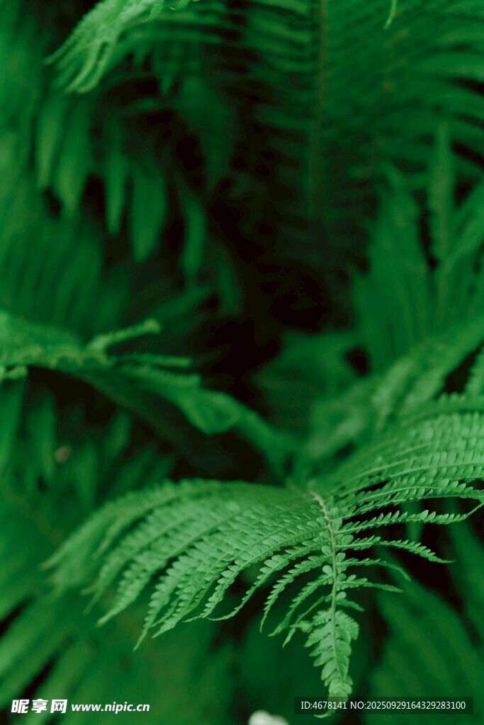 翠綠蕨類植物的自然之美