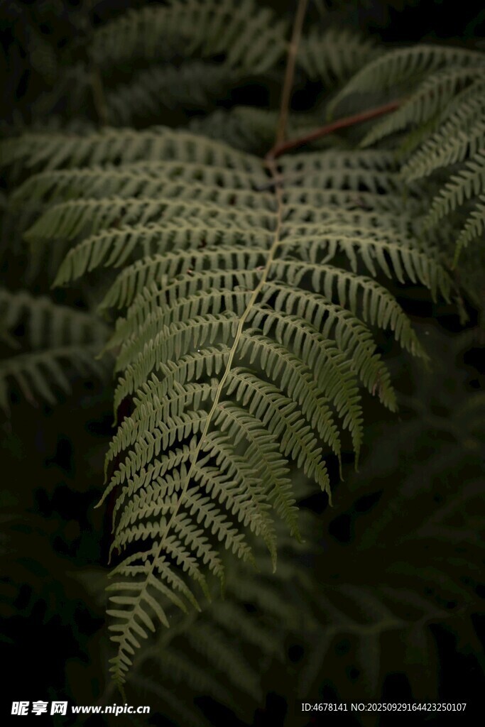 蕨類植物特寫