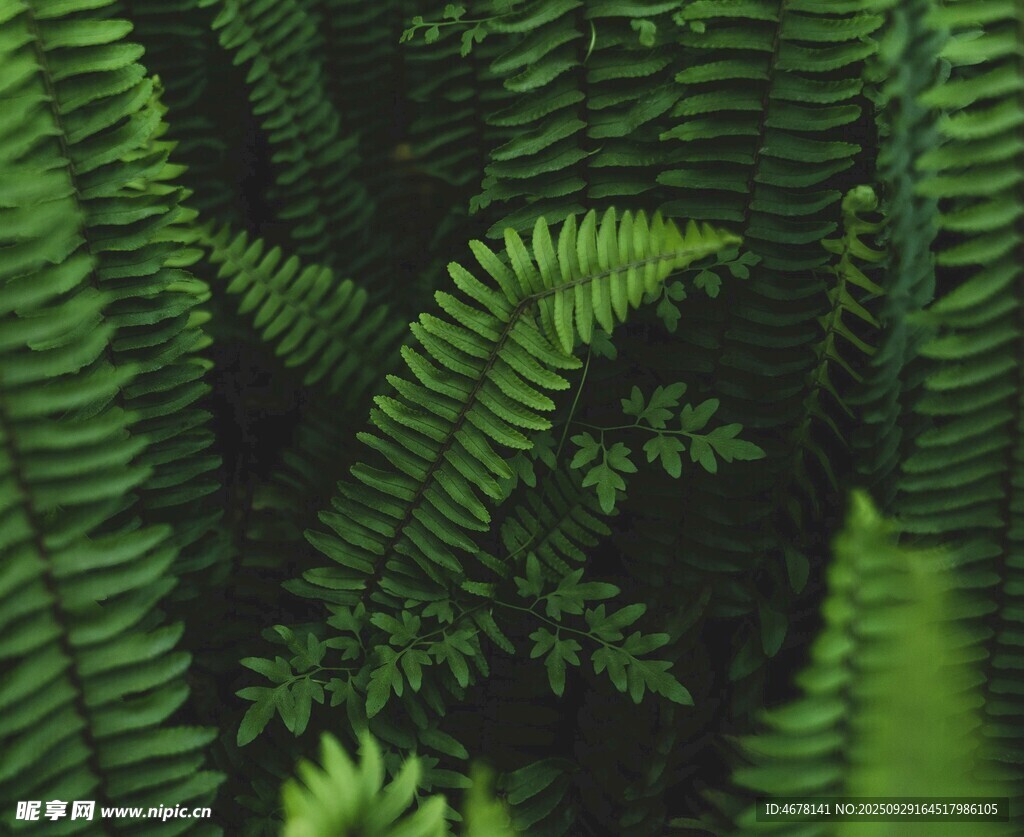 翠綠蕨類植物葉片特寫