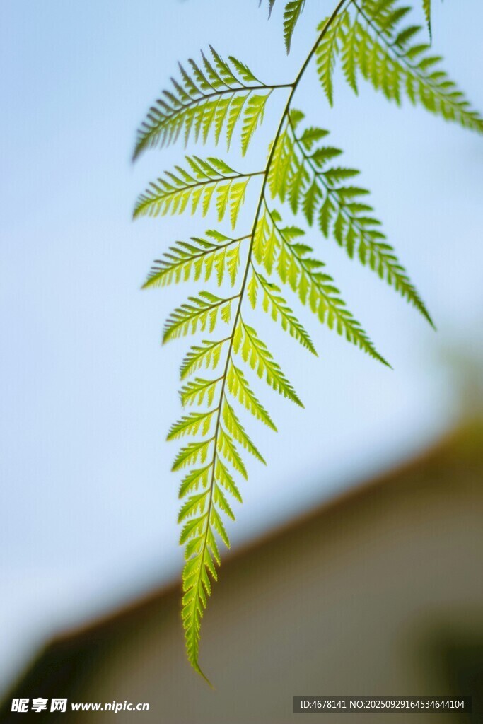 陽光下的翠綠蕨類葉片