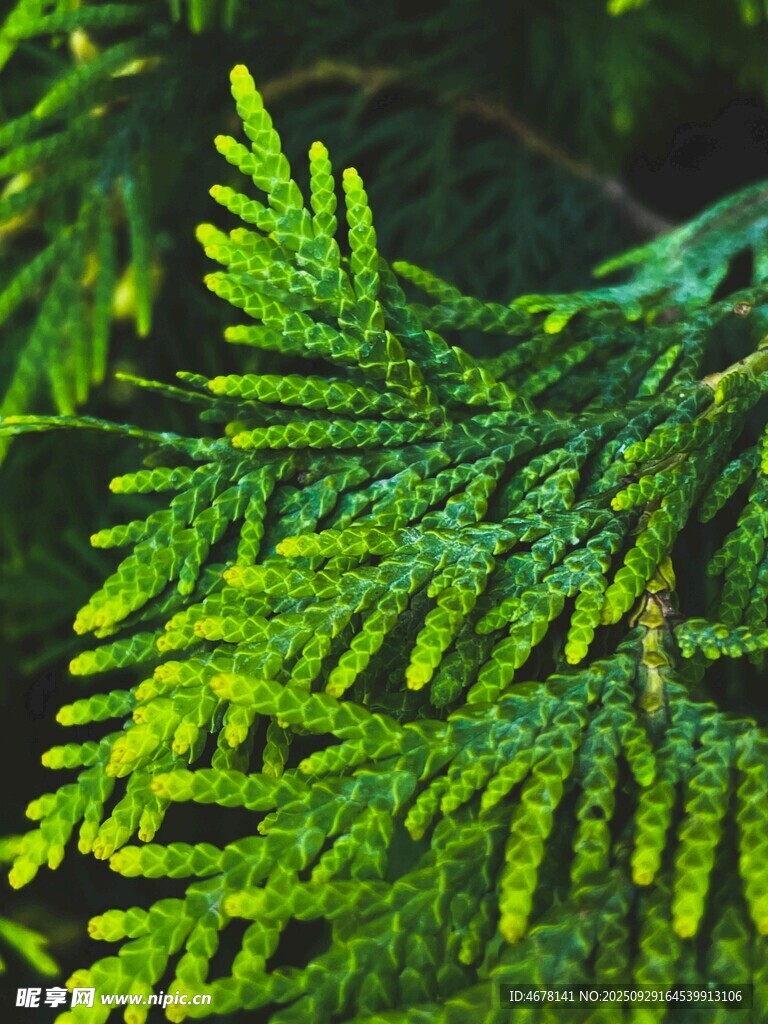 翠綠松針特寫