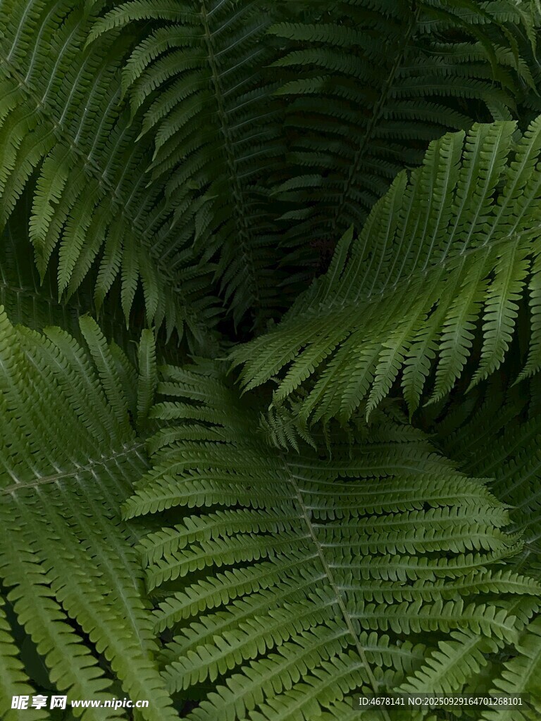 蕨類植物特寫