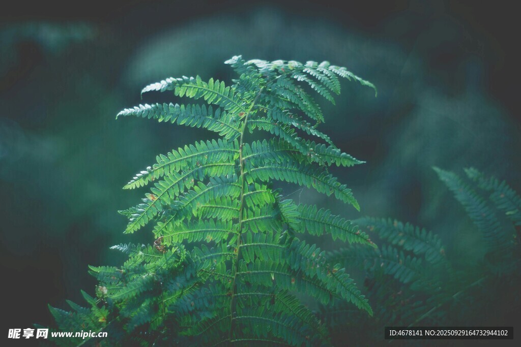 翠綠蕨類植物特寫