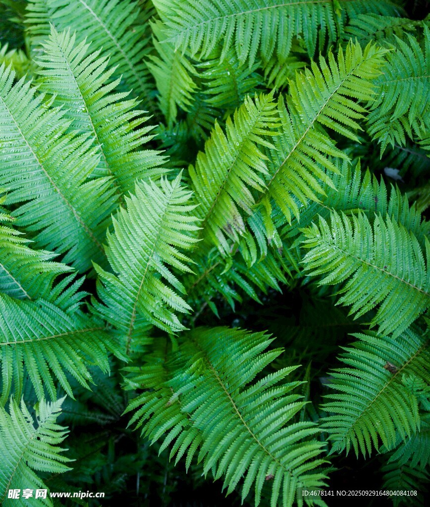 翠綠蕨類植物葉片特寫
