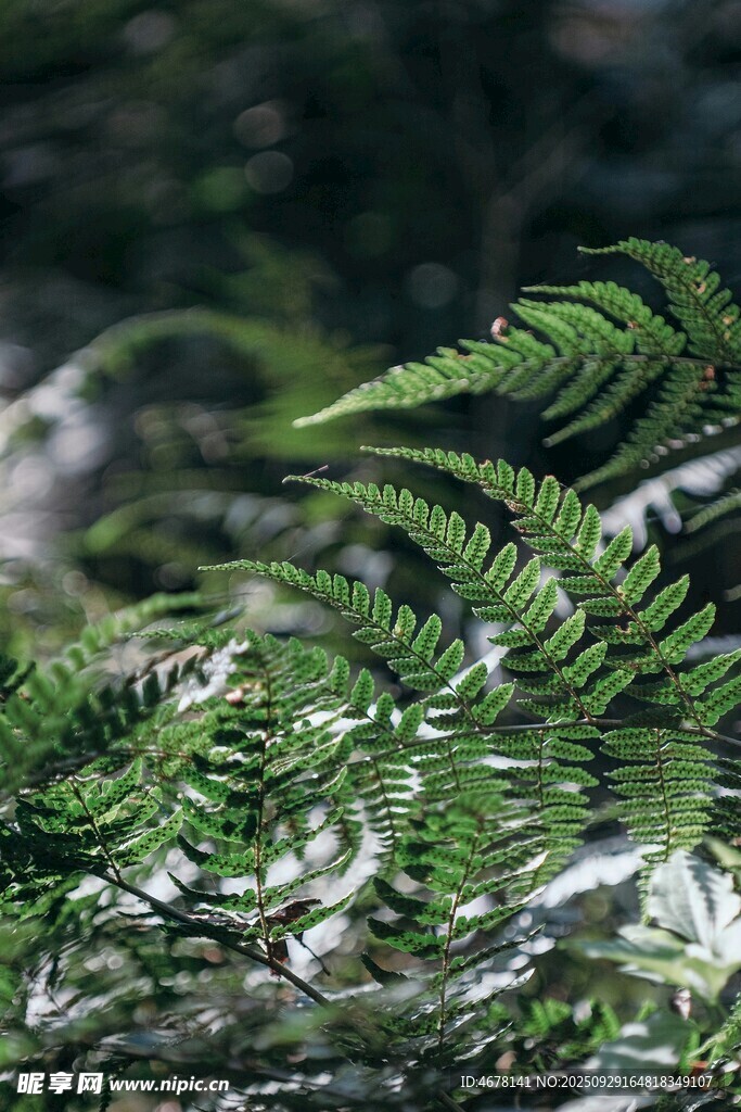 溪邊舒展的翠綠蕨類植物