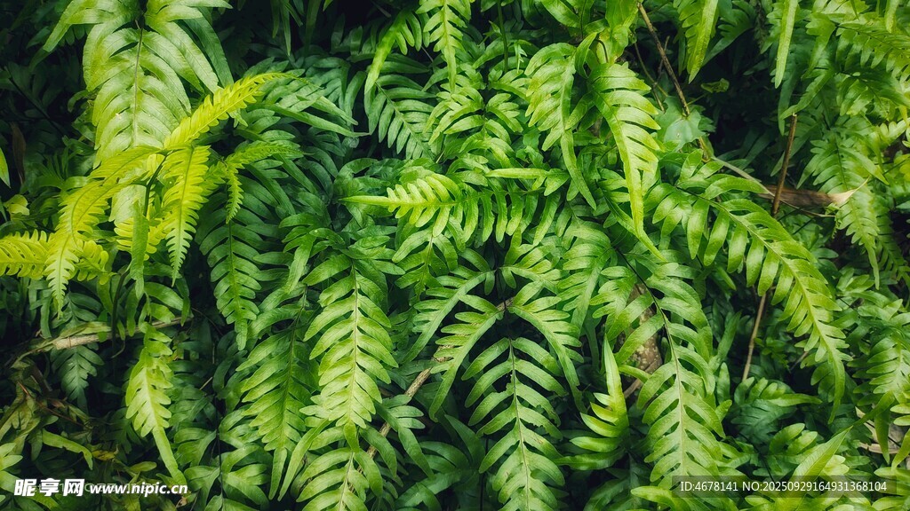 翠綠蕨類植物特寫