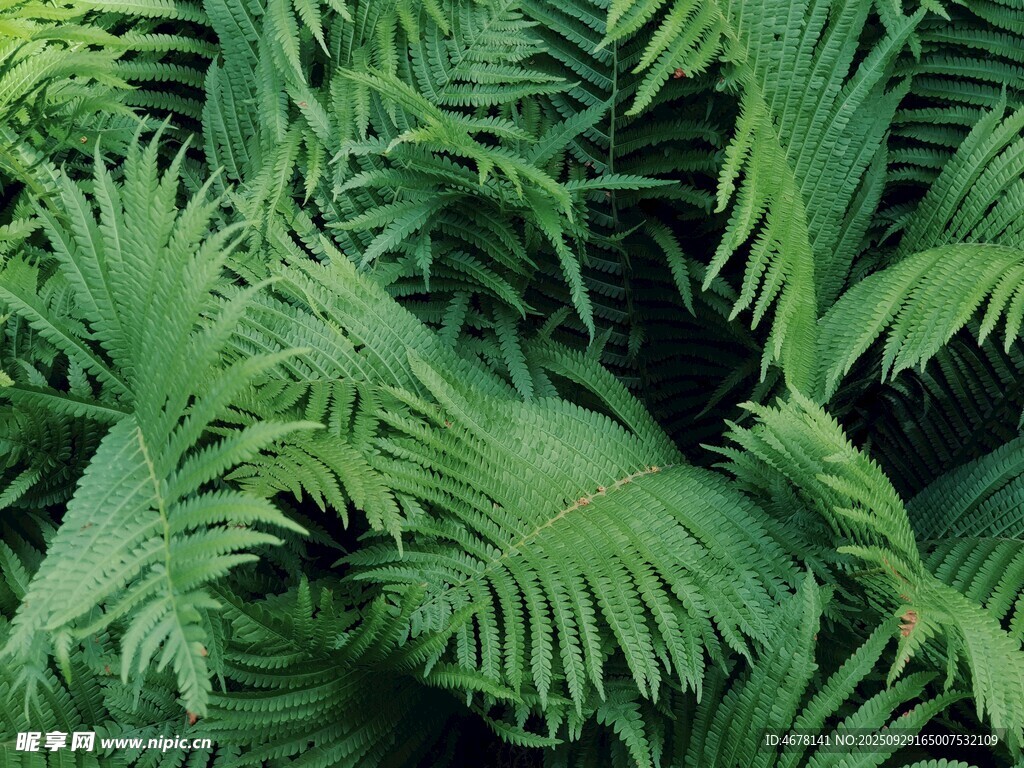 翠綠蕨類植物葉片特寫