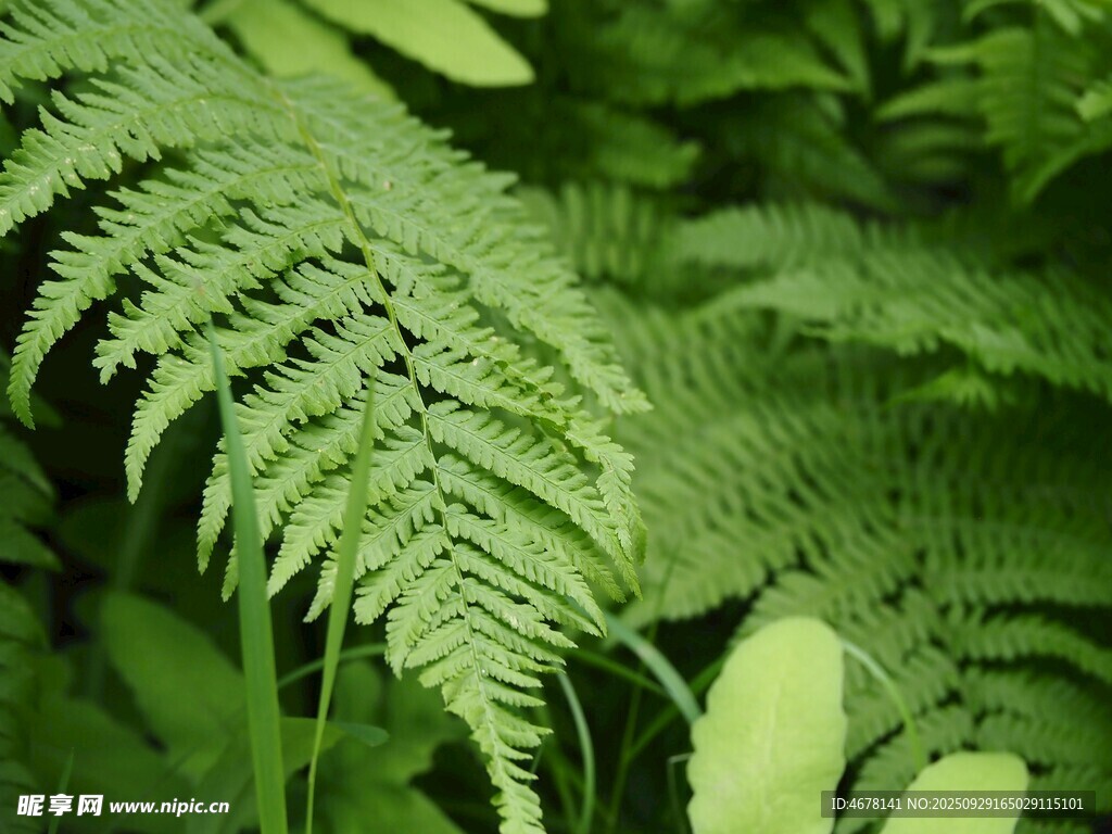 翠綠蕨類植物葉片特寫