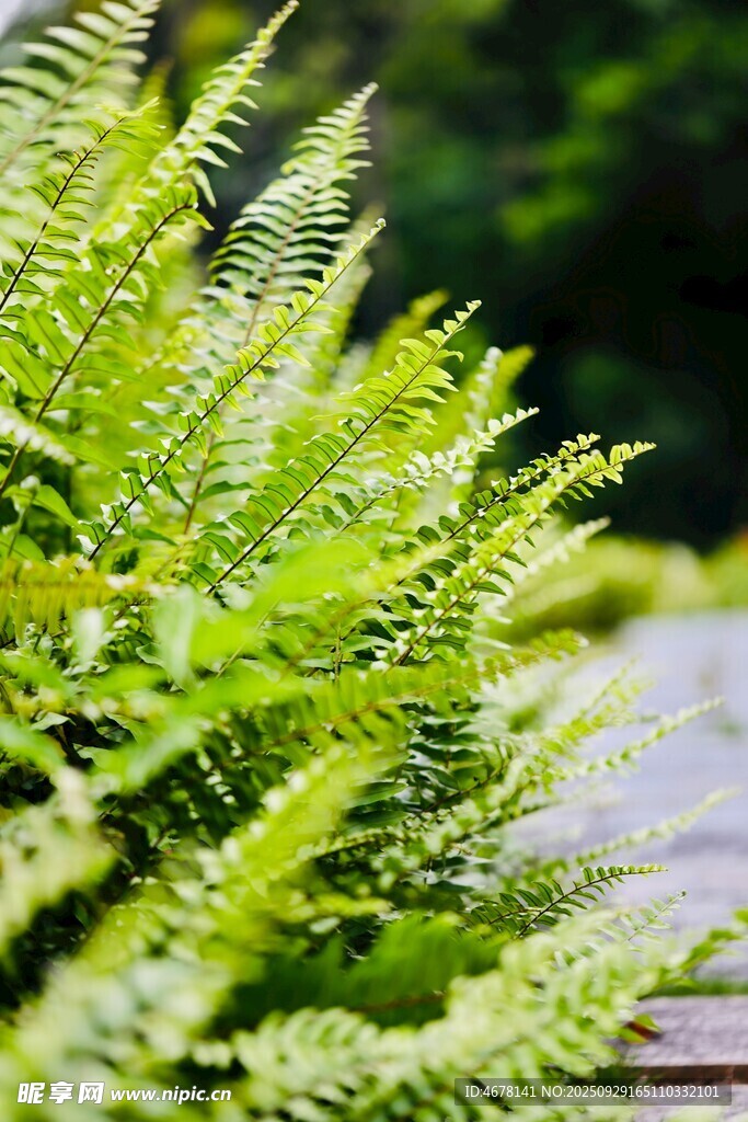 翠綠蕨類植物生機(jī)盎然