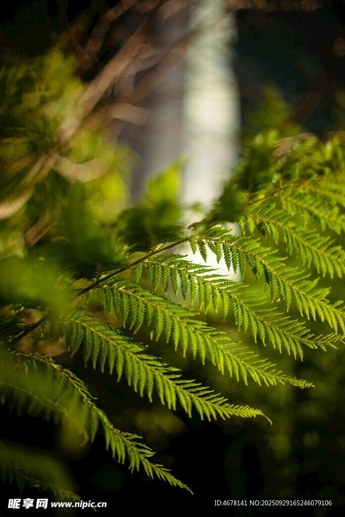 翠綠蕨類植物特寫