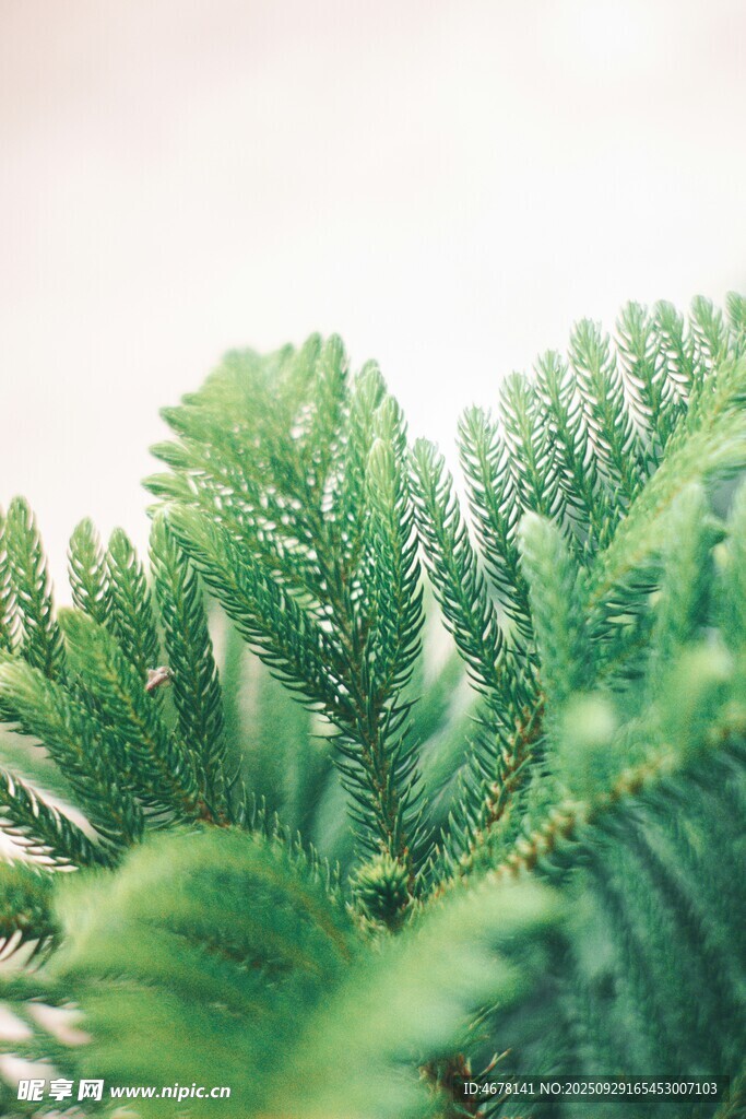 翠綠松針植物特寫