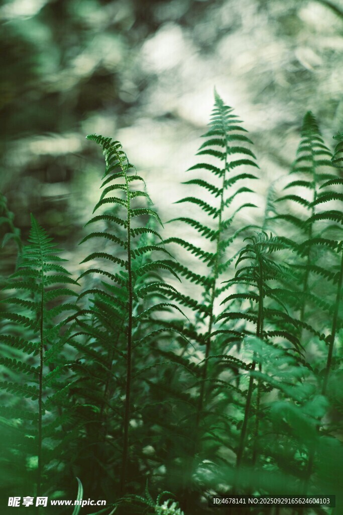 翠綠蕨類植物的自然景致