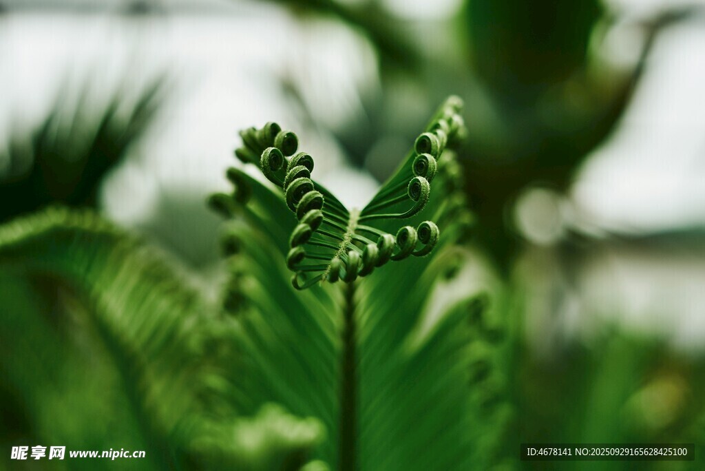 嫩綠蕨類(lèi)植物特寫(xiě)