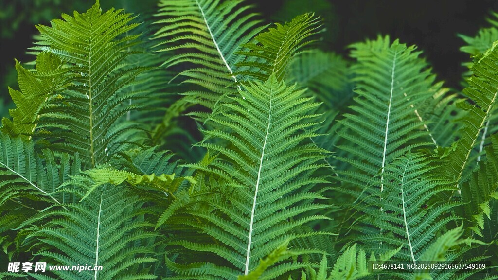 翠綠蕨類植物葉片特寫