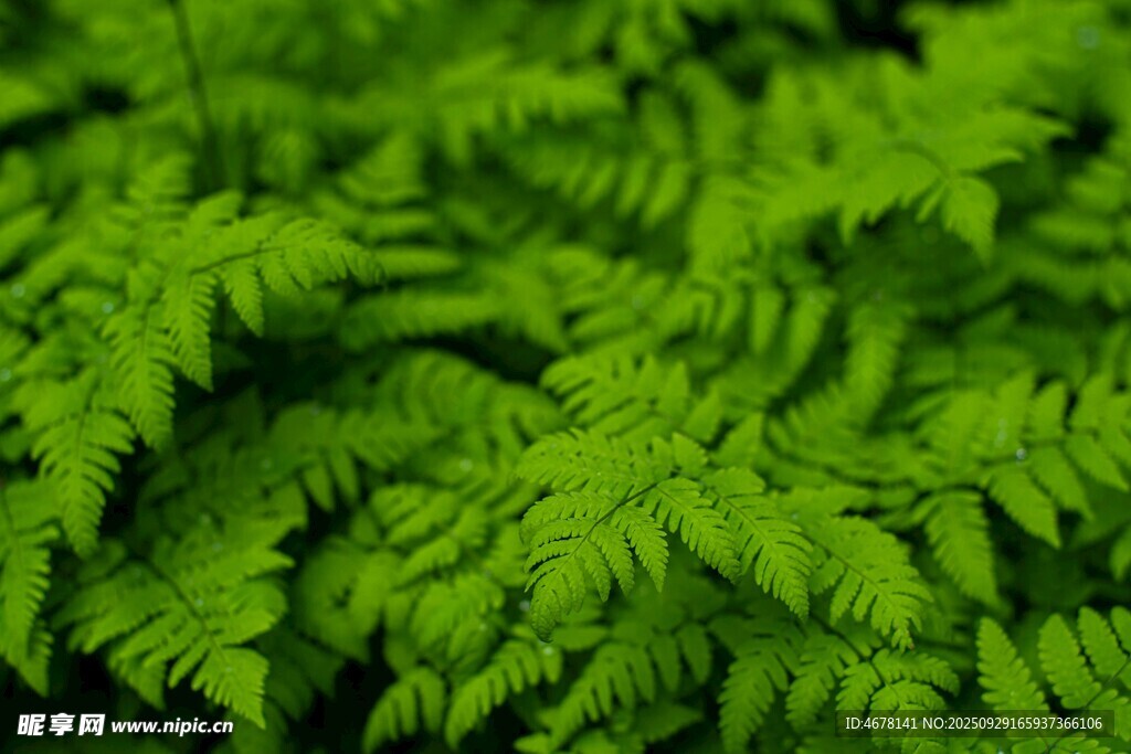 翠綠蕨類植物葉片特寫