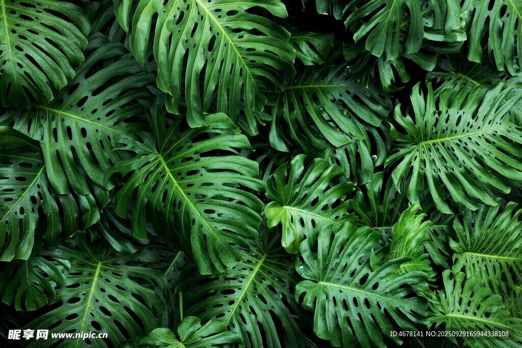 翠綠繁茂的熱帶植物葉片