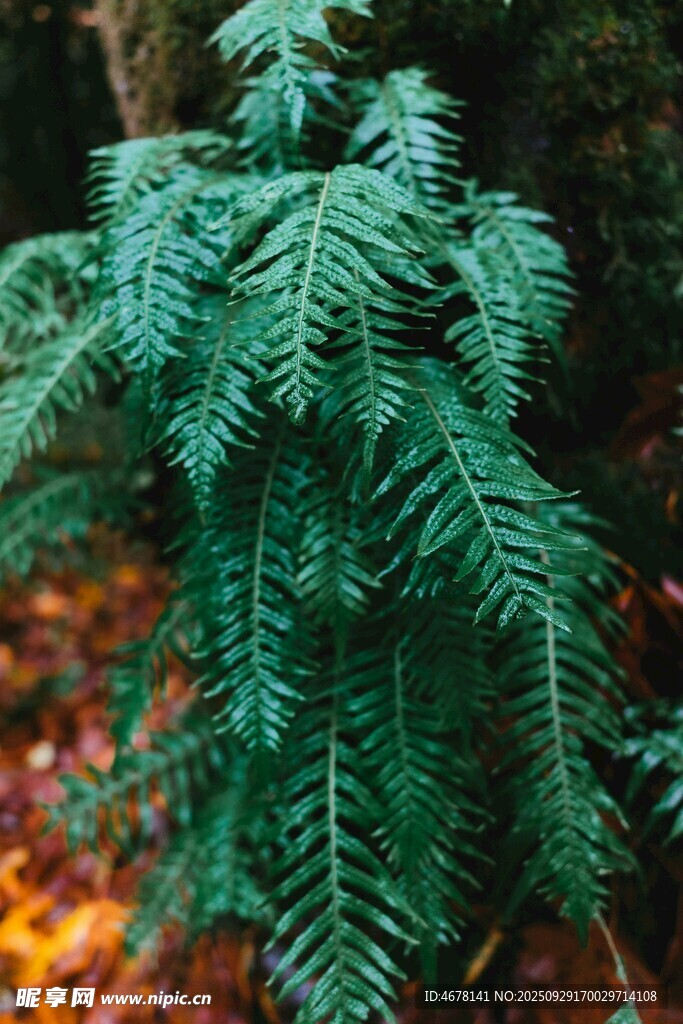 翠綠蕨類植物特寫