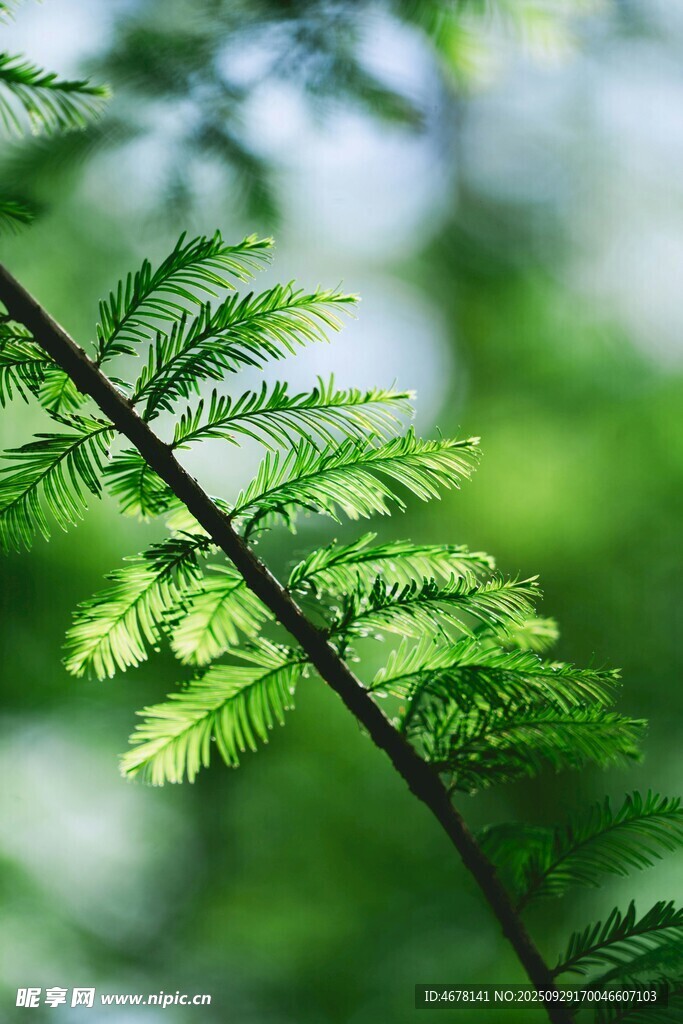 翠綠枝葉特寫