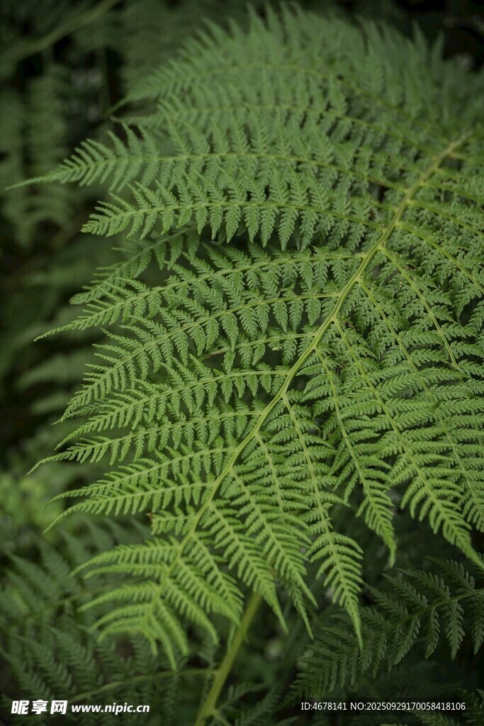 翠綠蕨類植物特寫