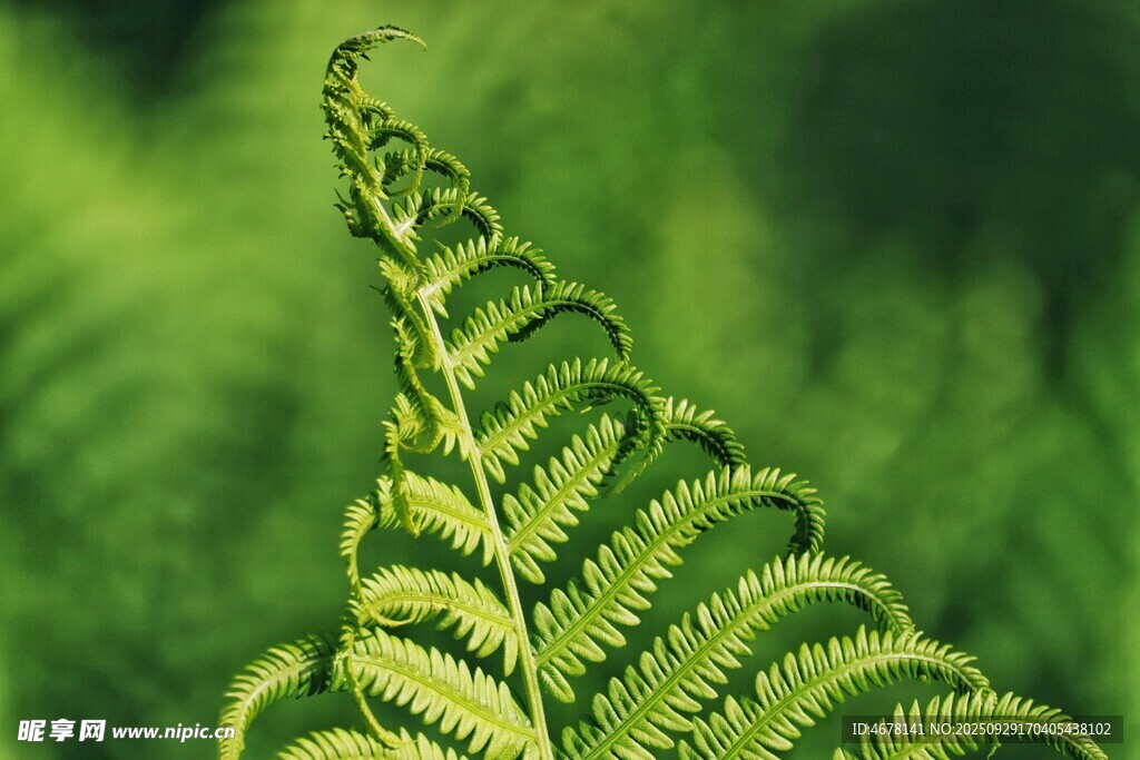 卷曲的蕨類植物葉片