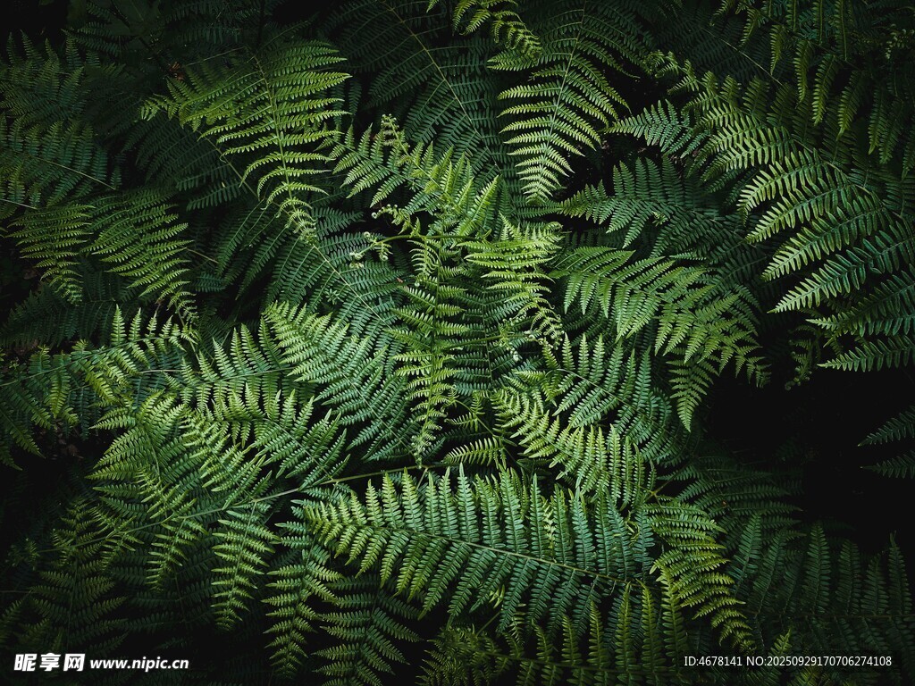 茂密蕨類(lèi)植物的自然景致