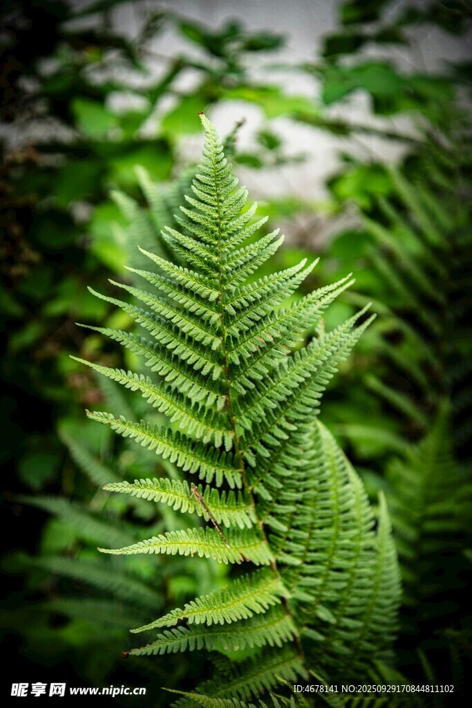 翠綠蕨類植物特寫