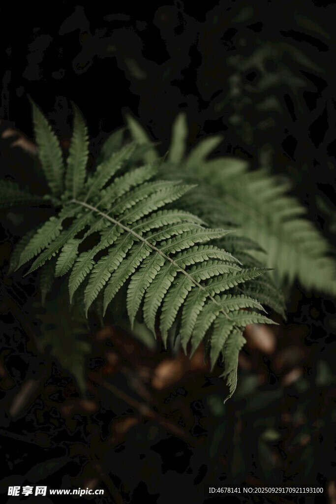 蕨類(lèi)植物特寫(xiě)