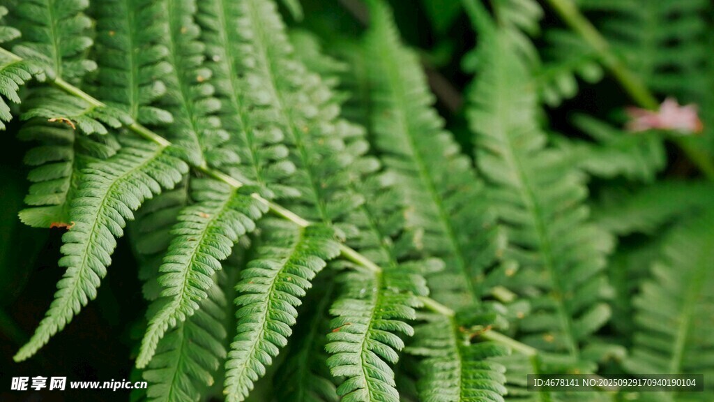 翠綠蕨類植物特寫