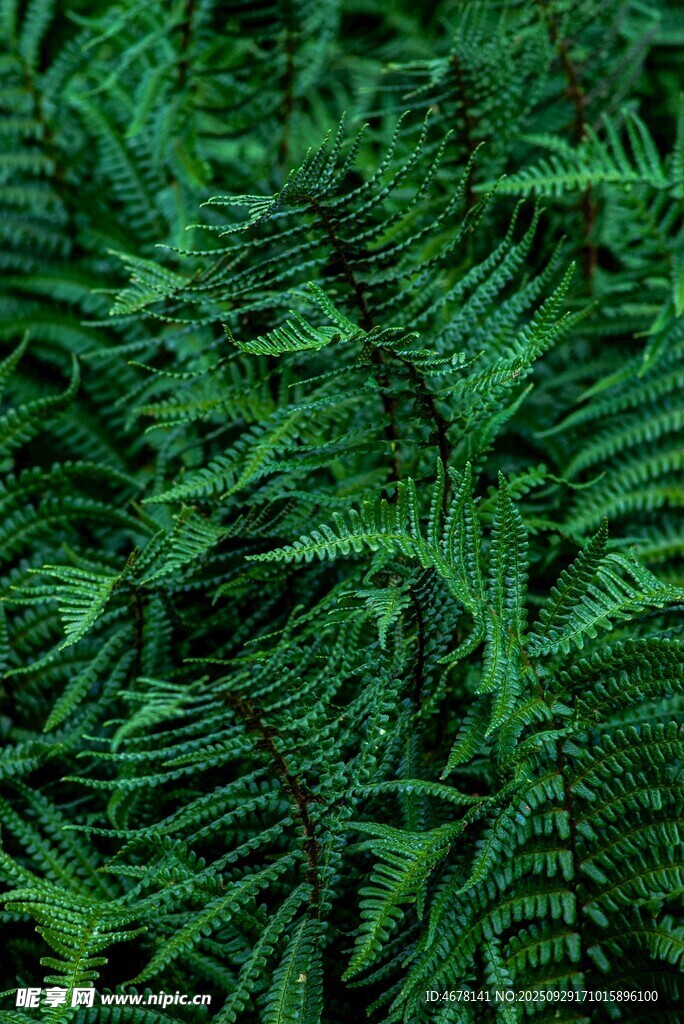 翠綠蕨類植物葉片特寫