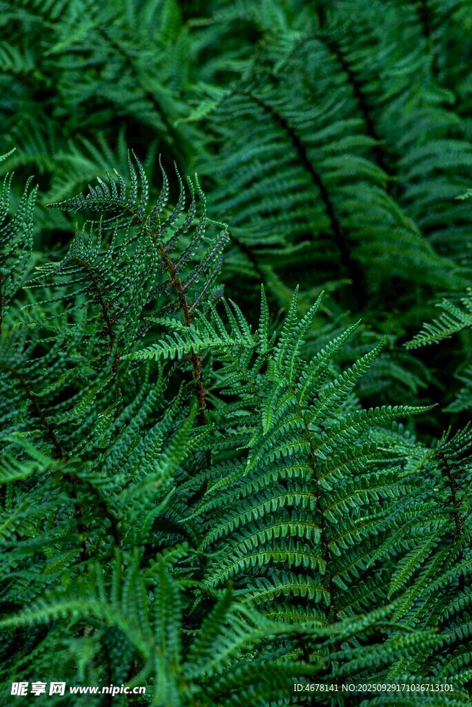 翠綠蕨類植物葉片特寫