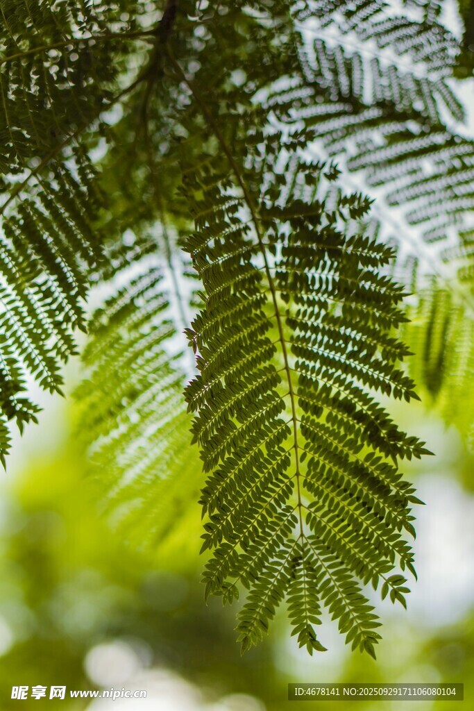 翠綠羽狀葉片特寫