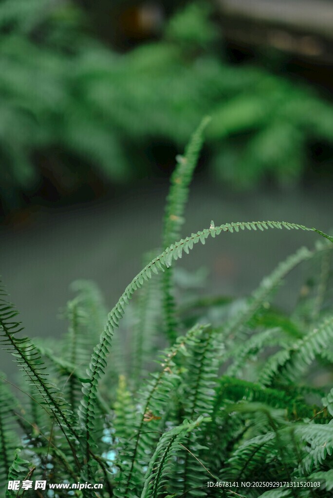 翠綠蕨類植物特寫