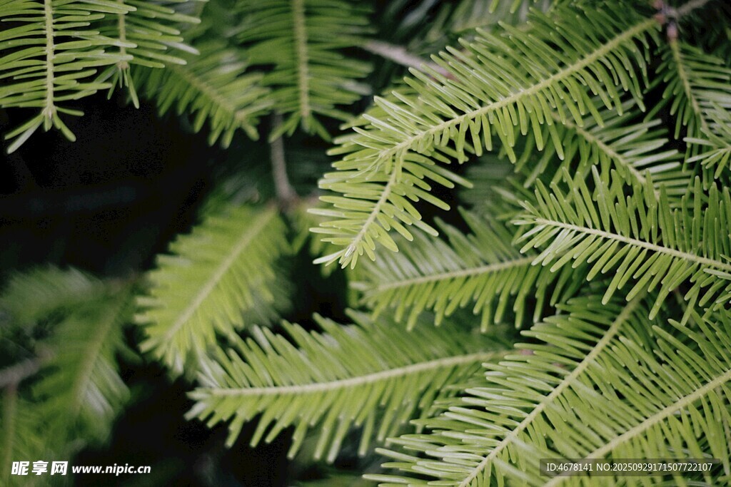 翠綠羽狀蕨類植物葉片