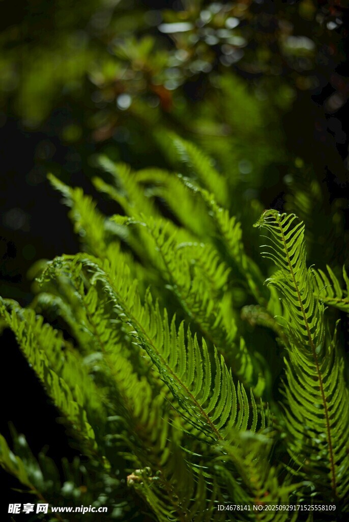 翠綠蕨類植物葉片特寫
