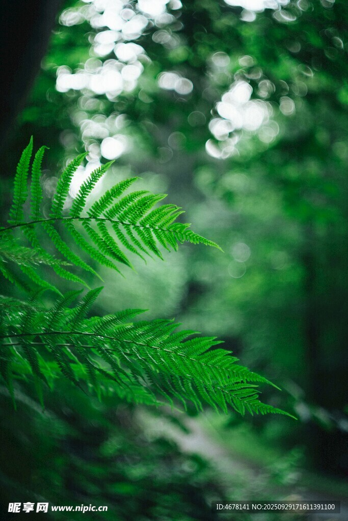 翠綠蕨葉自然清新之景