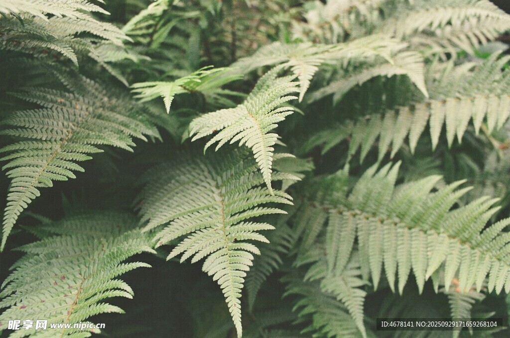 翠綠蕨類植物特寫(xiě)