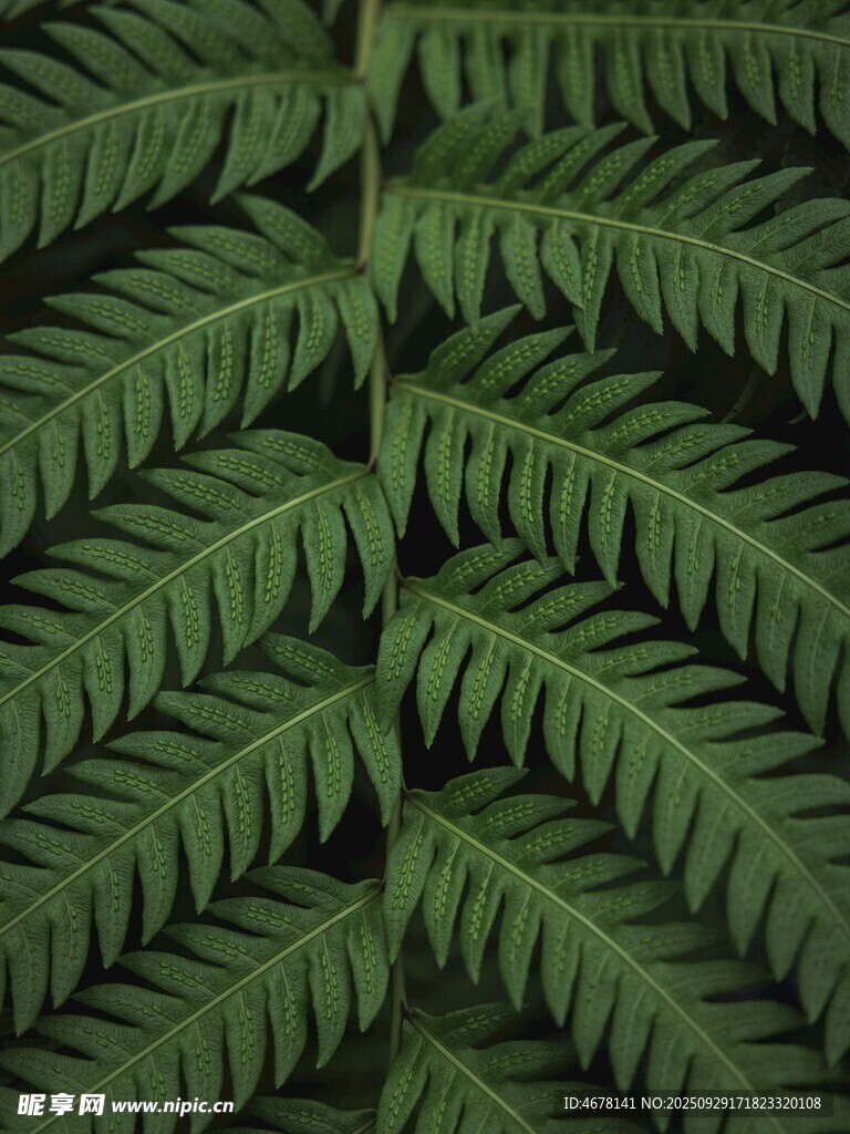 蕨類葉片的獨(dú)特紋理