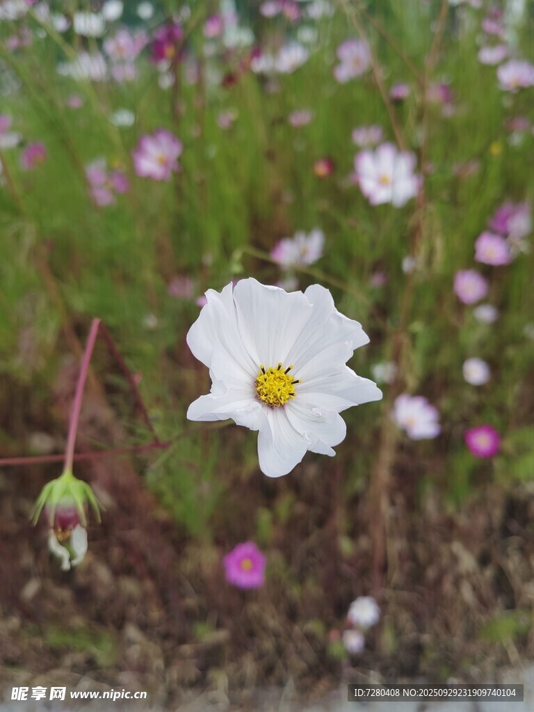 田野中的白色單朵小花