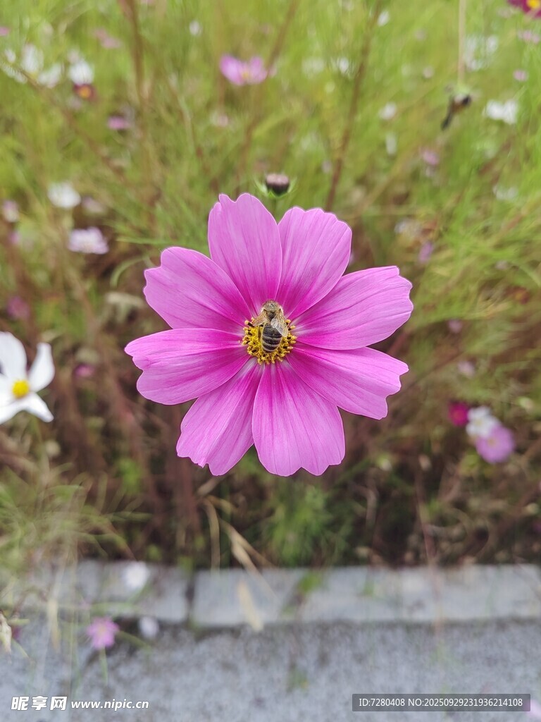 嬌艷波斯菊綻放于草地