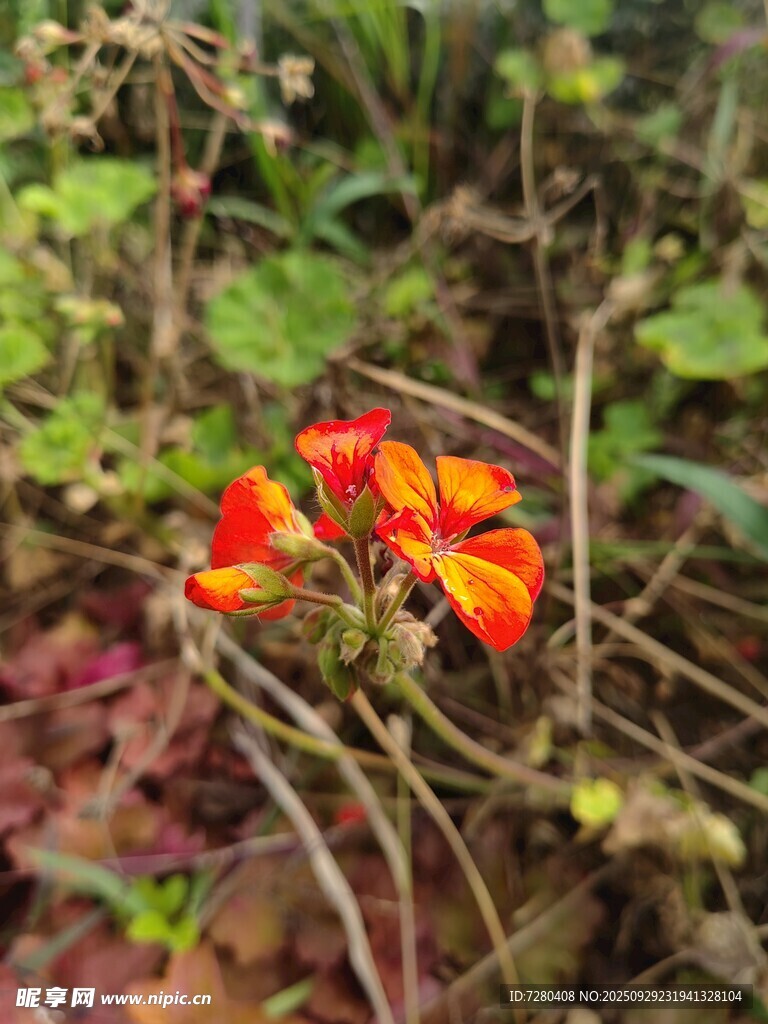 草叢中的艷麗橙紅色花朵