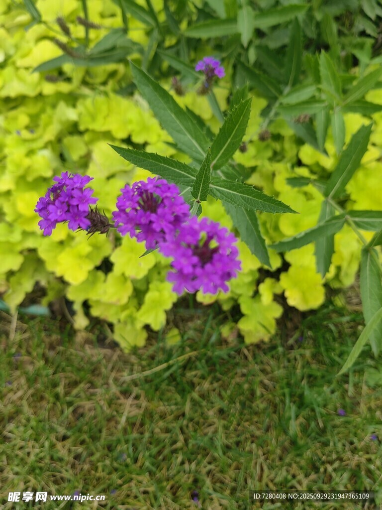 紫黃花卉綻放于草地