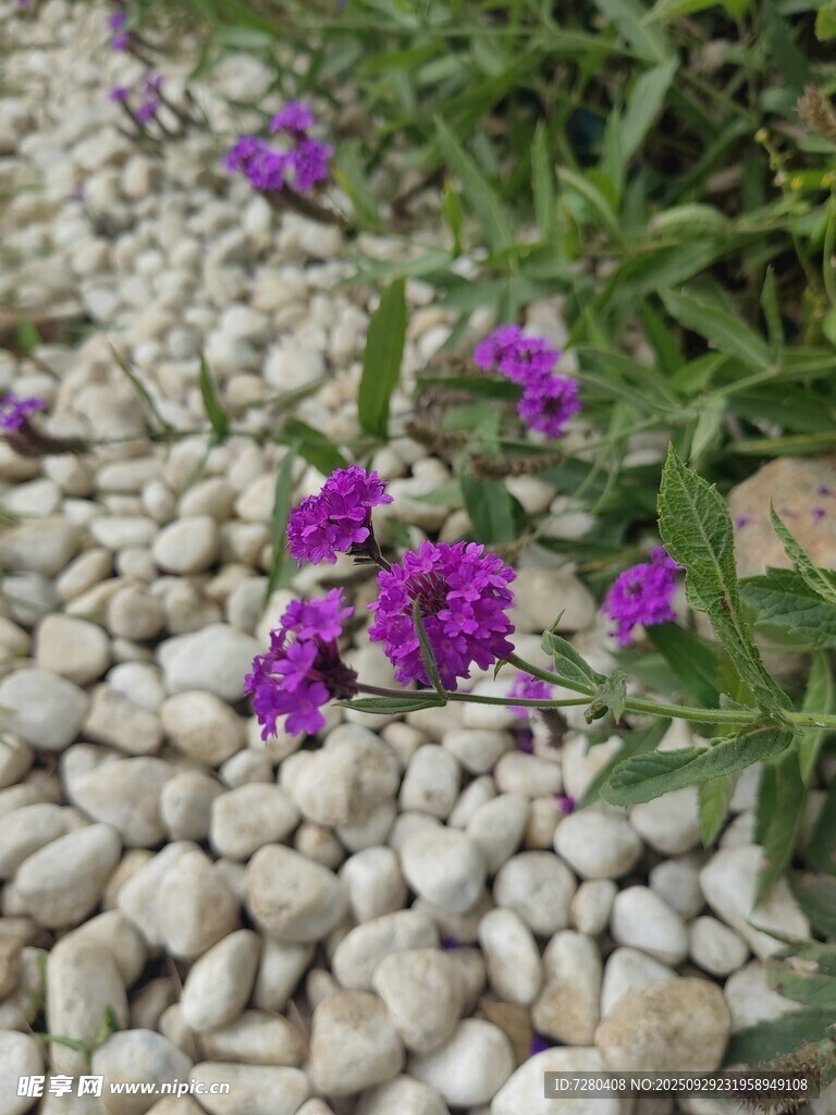 碎石間綻放的紫色小花